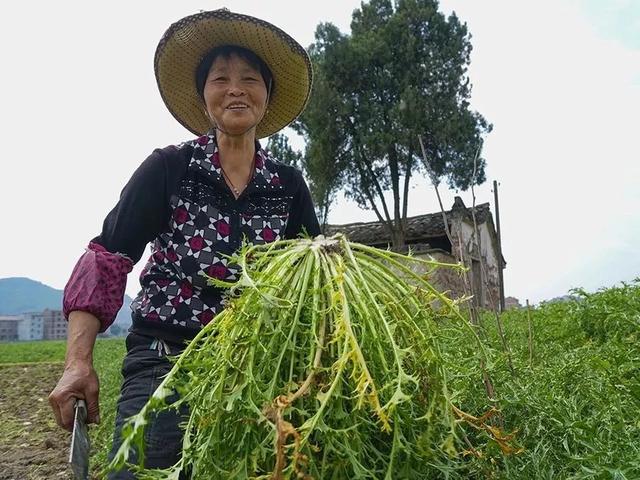 梅菜扣肉的梅菜是什么菜