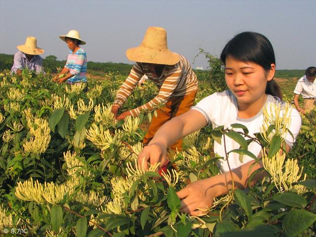 中药材除草别大意，选用哪些除草剂？有这几种，用法看仔细！