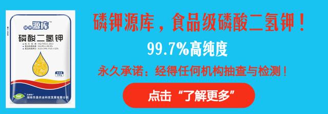 水稻田莎草（香附子）如何防治？推荐几种特效药剂！