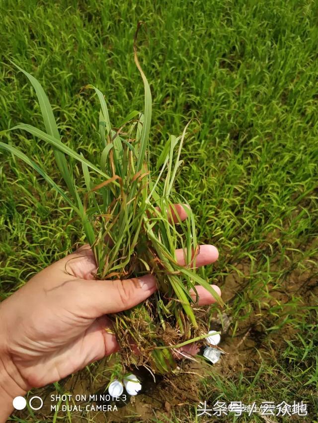 除草总结：11种常用水稻田除草剂分析，再也不担心怎么选除草剂6