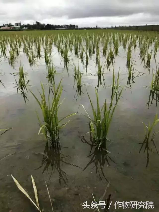 水稻药害不用怕，五招方法让你轻松处理它4