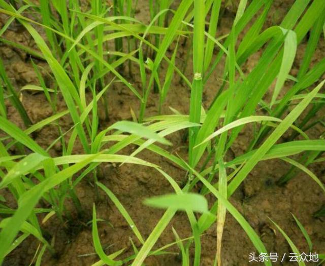 水稻叶片发黄是什么原因？常见5种类型，快速诊断，对症下药！