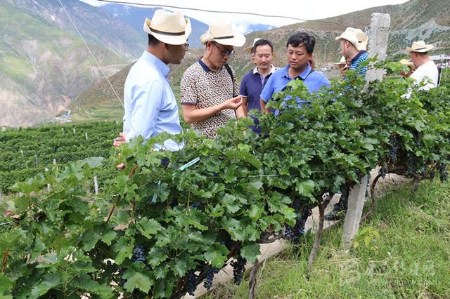 得荣县葡萄酒产业发展规划