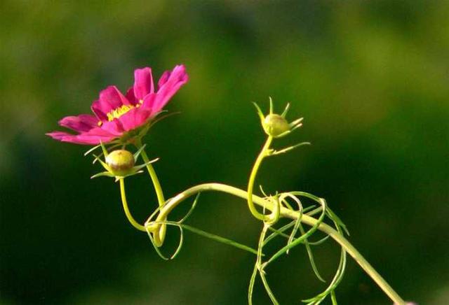 格桑花波斯菊