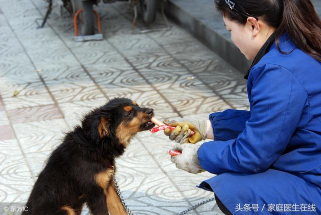 狂犬病潜伏期 狂犬病潜伏期（狂犬病潜伏期会传染吗） 动物