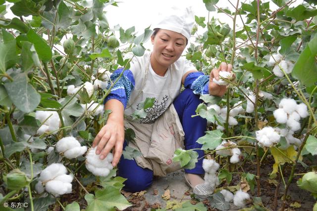 棉花田蚜虫打不死，推荐几个特效方案！