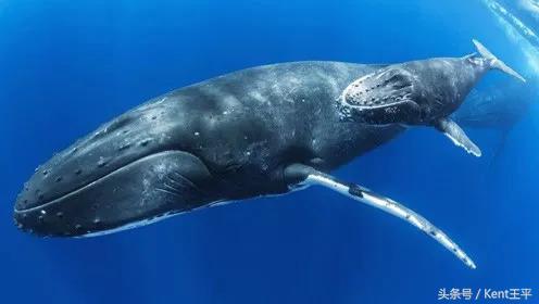 座头鲸