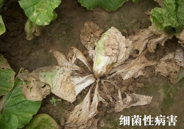 农业种植中，真菌性病害和细菌性病害区别在哪里？该怎么防治？3