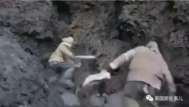 北极熊不吃企鹅