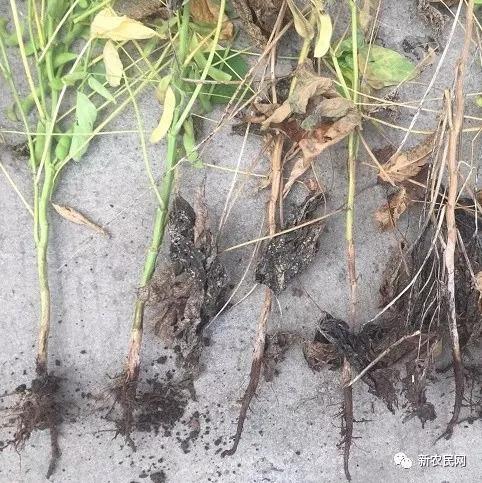 大豆结荚期谨防根腐病、雨后高发！2