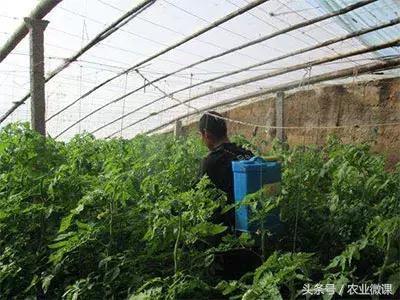 白粉虱