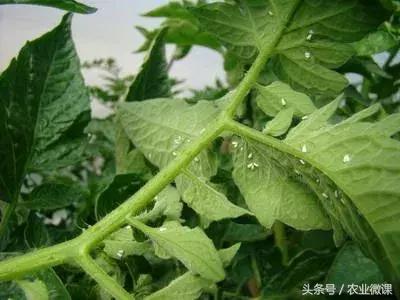 白粉虱