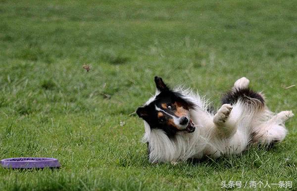 苏格兰牧羊犬图片