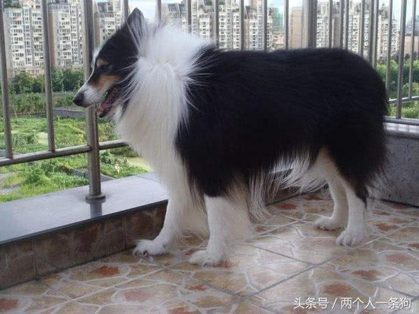 苏格兰牧羊犬图片 苏格兰牧羊犬图片（苏格兰牧羊犬图片价格） 动物