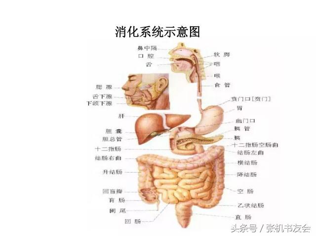 内脏图（内脏图结构图）