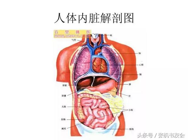 内脏图 内脏图(内脏图结构图) 动物