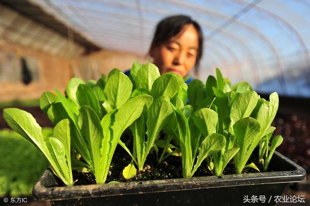 油菜得病生虫怎么办？教你3种防治方法！2