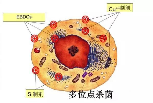 称霸杀菌界50多年的代森锰锌无可替代，但使用不当会损失惨重2