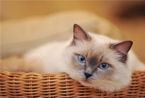 大脸猫大脸猫