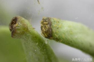 西花蓟马给甜脆豆豆荚造小坑，怎么治？专家教你高效防治方法！