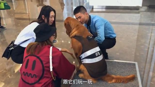 防暴犬视频