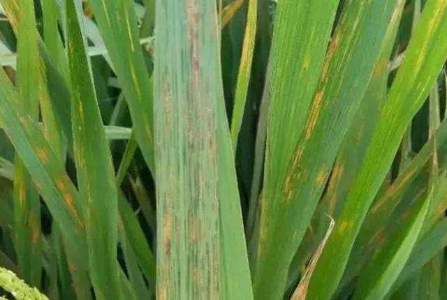 水稻田出现了细菌性条斑病，选择什么药剂能够防治？