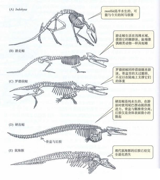 鲸鱼是鱼吗