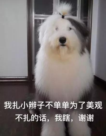 古牧幼犬价格 古牧幼犬价格（古牧幼犬一天吃多少克） 动物