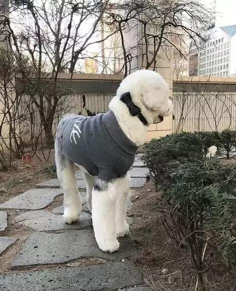 古牧幼犬价格 古牧幼犬价格（古牧幼犬一天吃多少克） 动物