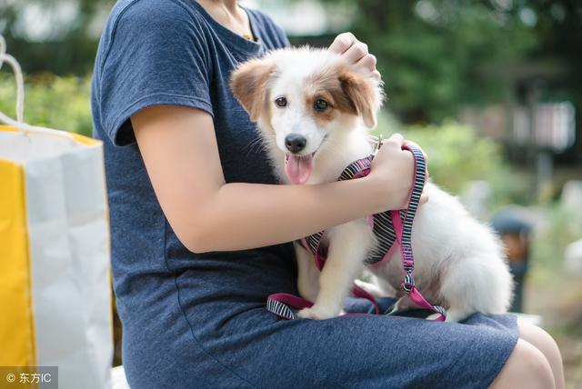 狂犬疫苗多长时间内打 狂犬疫苗多长时间内打（狂犬疫苗多长时间内打第二针） 动物