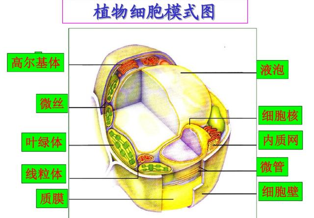 花是植物的什么器官