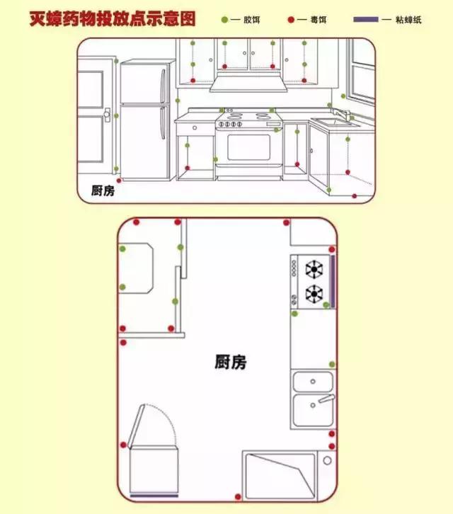 小强蟑螂怎么杀死