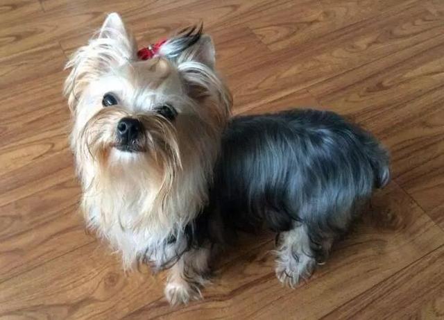 约克夏狗狗冬天怎么养(适合约克夏养的狗)-艾拉养犬