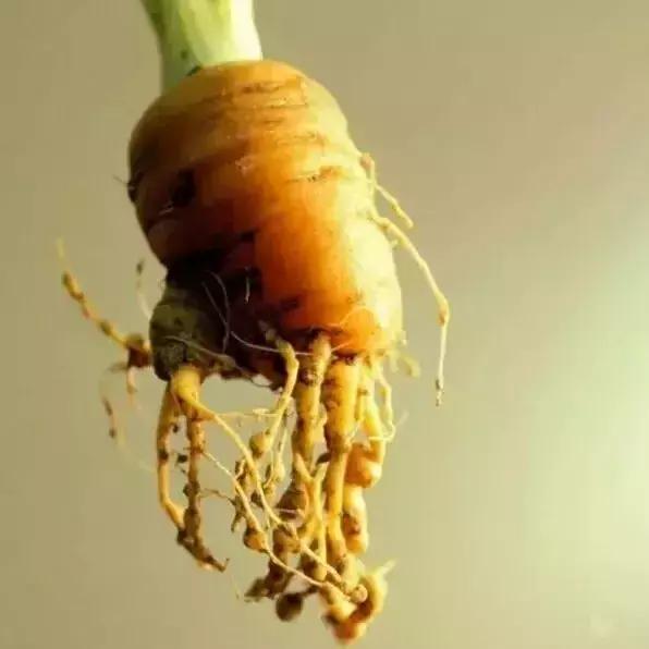 蔬菜根部肿大的原因是根结线虫还是根肿病？2