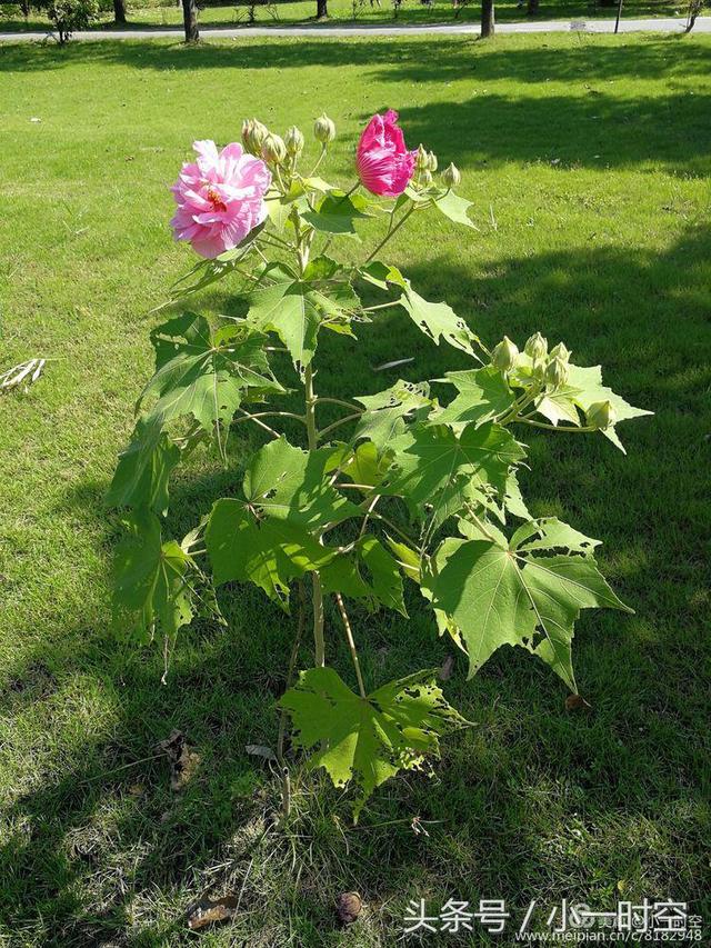 芙蓉花语 芙蓉花语（芙蓉花与木槿花的区别） 生活