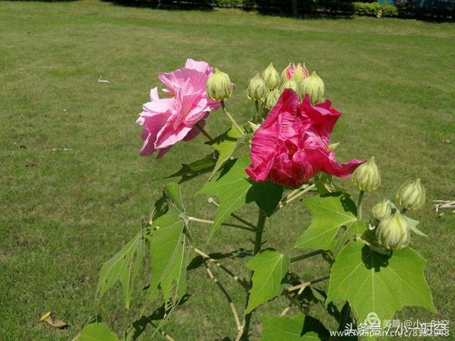 芙蓉花语 芙蓉花语（芙蓉花与木槿花的区别） 生活