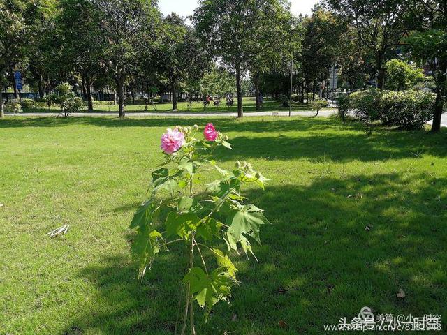 芙蓉花语 芙蓉花语（芙蓉花与木槿花的区别） 生活