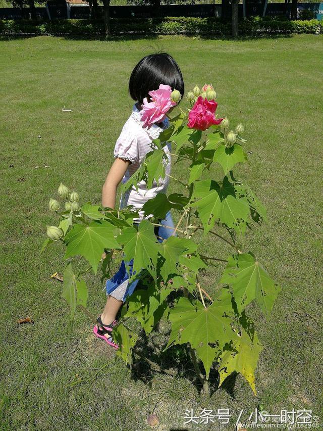 芙蓉花语 芙蓉花语（芙蓉花与木槿花的区别） 生活