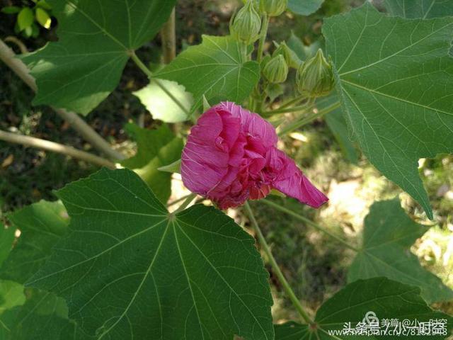 芙蓉花语 芙蓉花语（芙蓉花与木槿花的区别） 生活