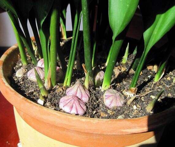 蜘蛛抱蛋（蜘蛛抱蛋形态特征） 生活