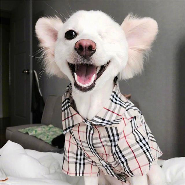 微笑狗