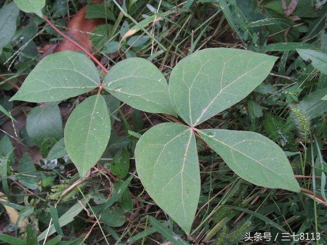 大血藤属 大血藤属（大血藤果） 生活