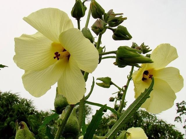 黄蜀葵花（黄蜀葵花半浸膏片剂）