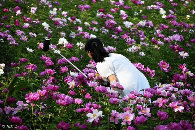 赤白芍的功效与作用