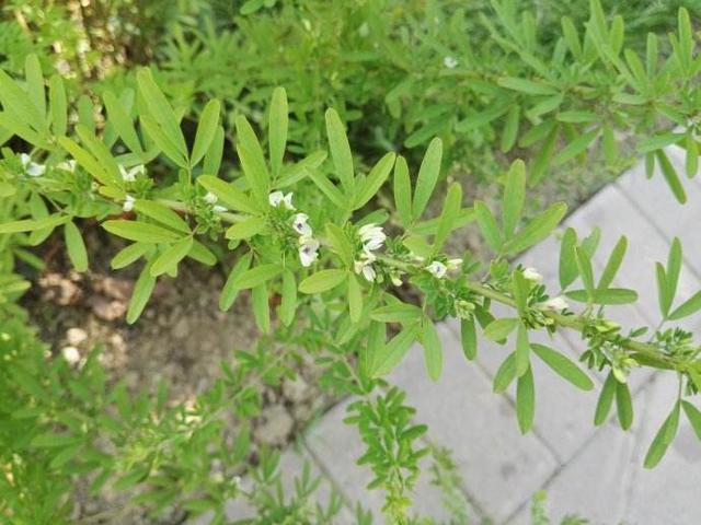 铁扫帚铁扫帚命是什么意思