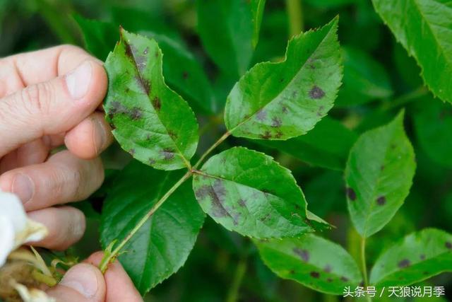 月季头号病害？黑斑病和白粉病！要这样喷药效果才最好！4