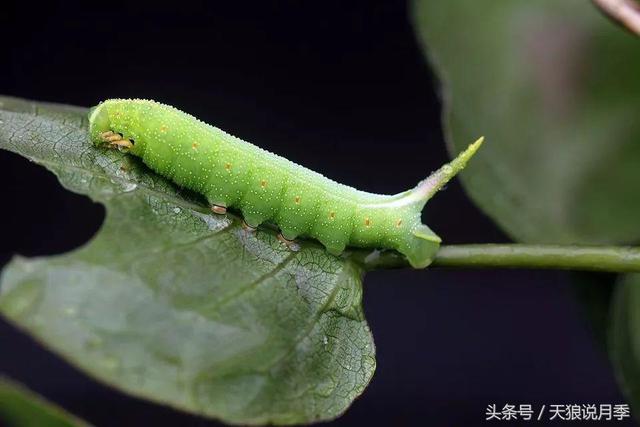 蓟马、毛毛虫、红蜘蛛……月季虫害不可怕，方法不对才尴尬！10