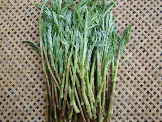 蒌蒿是什么植物