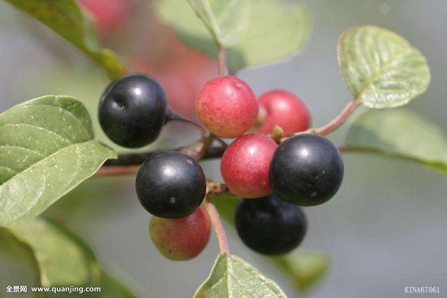 (《别录》)鼠李皮,赵李,皂李(《唐本草》),山李子(刘禹锡《传信方》)
