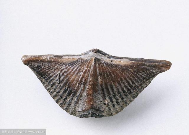 石燕(石燕是什么东西) 资讯 第1张